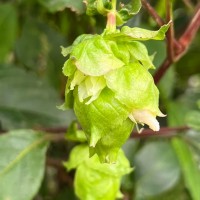 Strobilanthes hookeri Nees